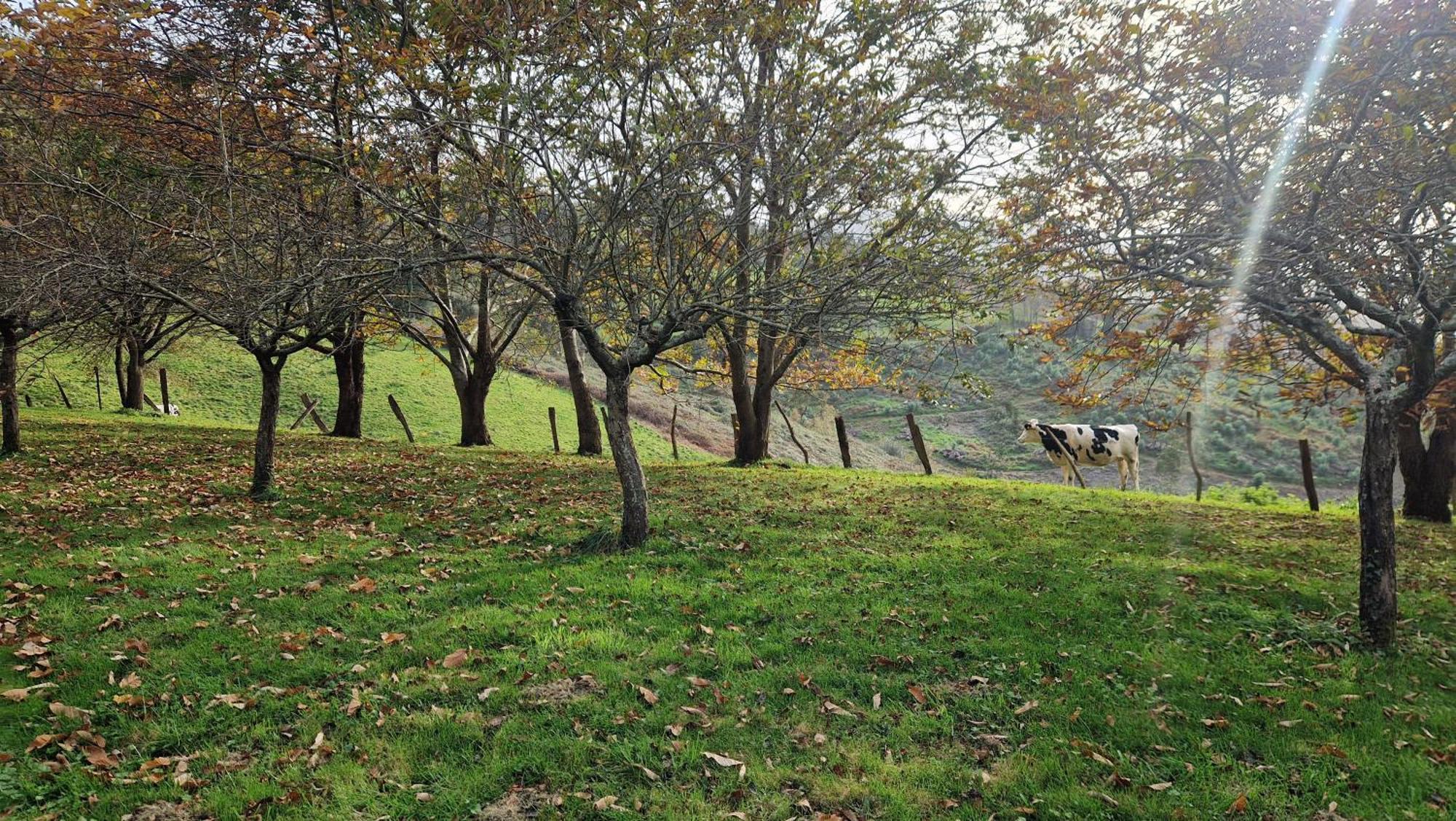 Casa Bezales En Ampuero Cantabria Eksteriør bilde